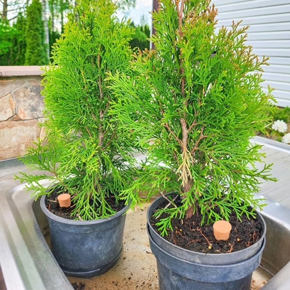 4Pcs Terracotta Material Autom - Self Watering Insert 评论和价格
