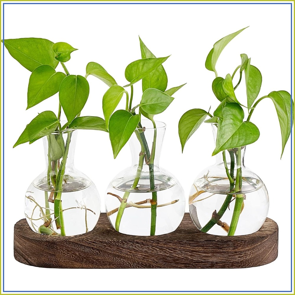 Desktop Plant Propagation Stat - Propagation Station Vase 评论和价格