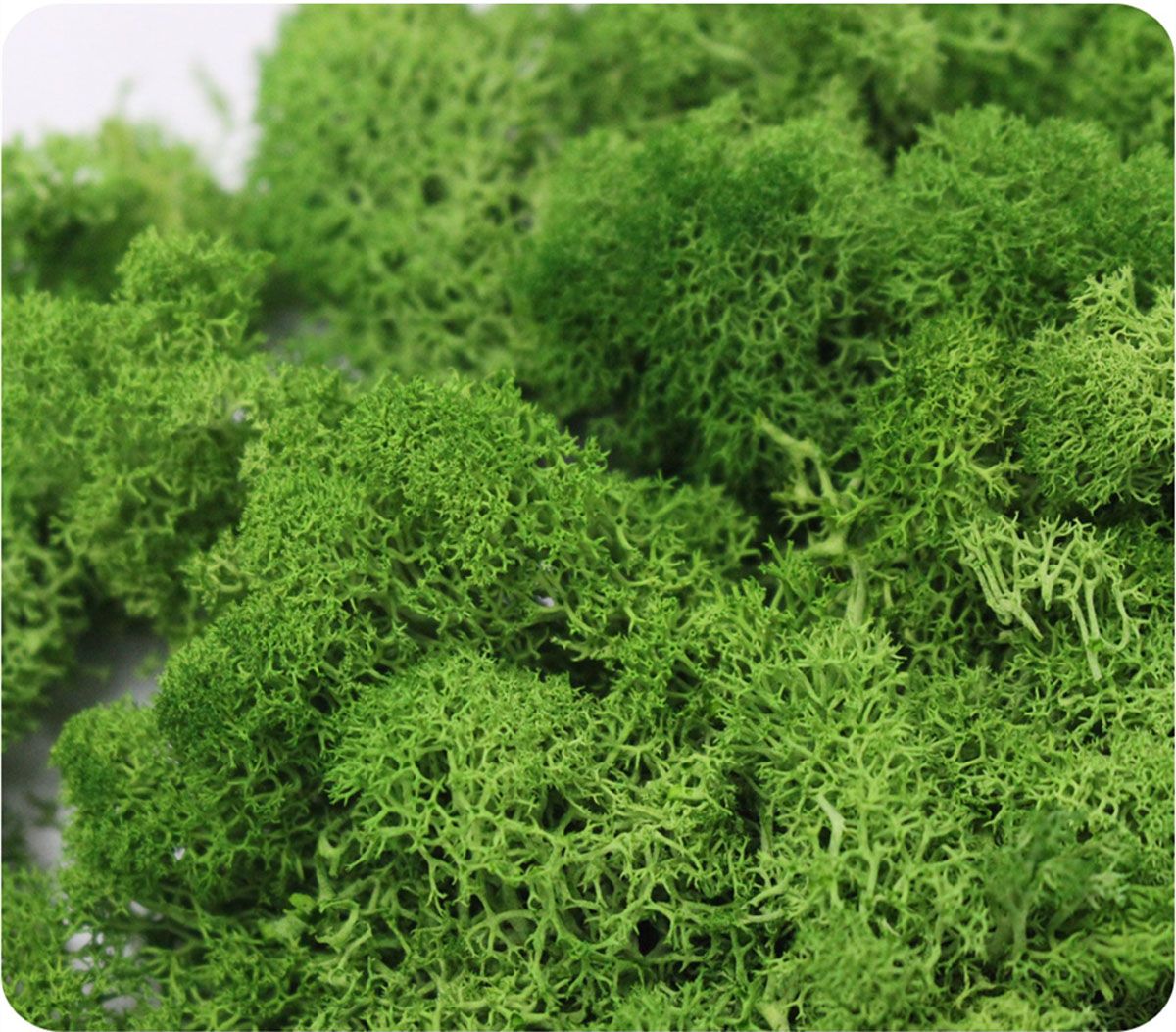 Wedding Accessories Wedding Fl - Sphagnum Moss Dry 评论和价格