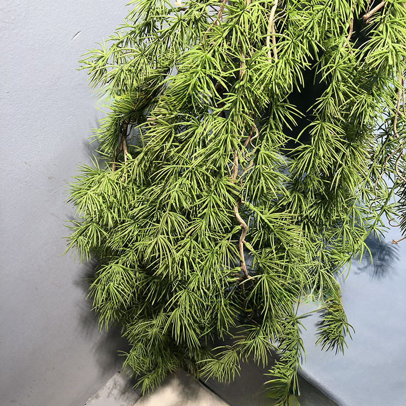 New Pine Needle Vine Wall Hang - Sphagnum Moss Dry 评论和价格