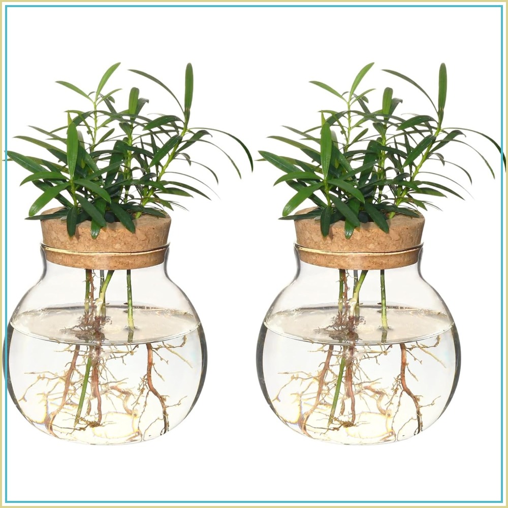 Hydroponic Plant Propagation S - Propagation Station Vase 评论和价格