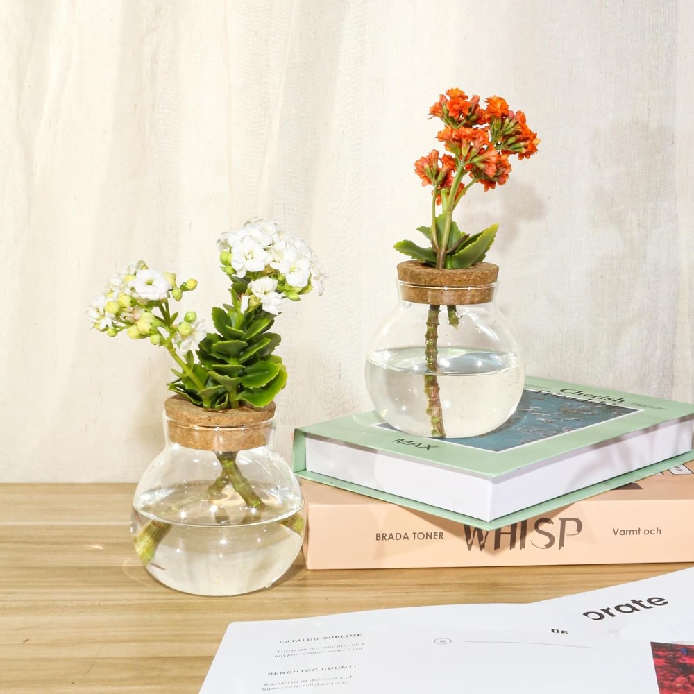 Hydroponic Plant Propagation S - Propagation Station Vase 评论和价格
