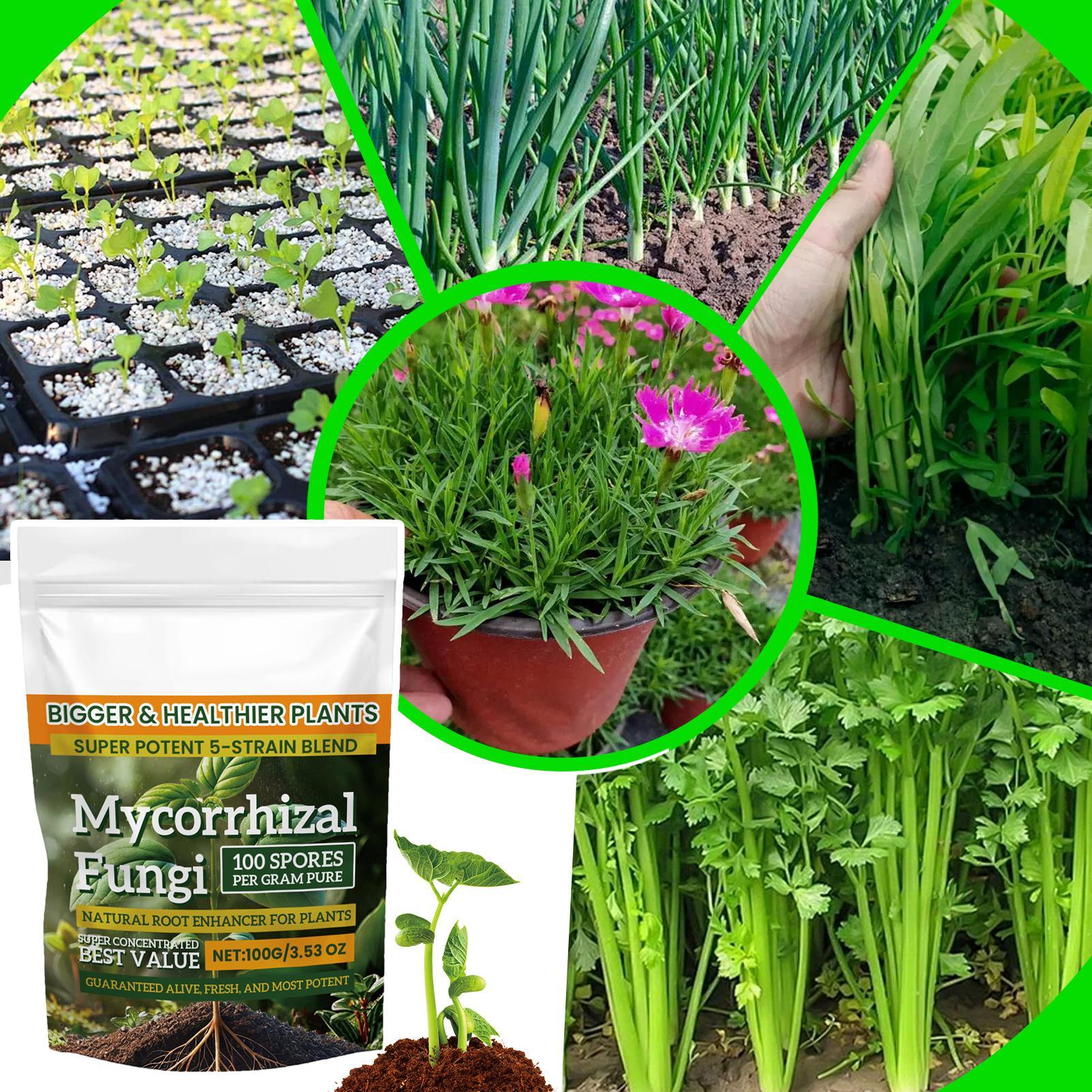 Plant Growth Enhancer Powder 1 - Rooting Hormone Powder 评论和价格