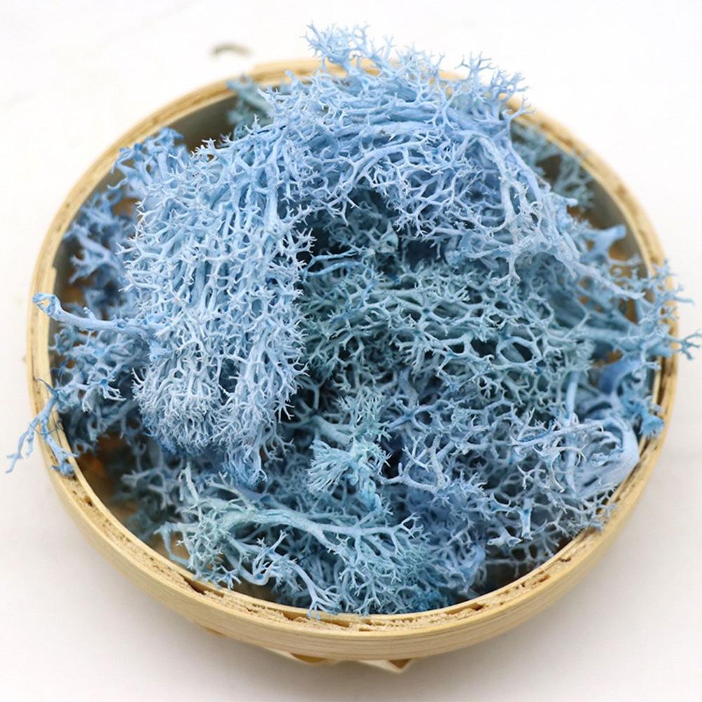 Colorful DIY Home Decor Christ - Sphagnum Moss Dry 评论和价格