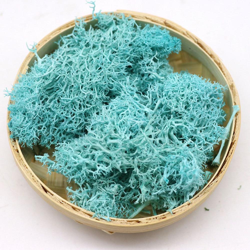 Colorful DIY Home Decor Christ - Sphagnum Moss Dry 评论和价格
